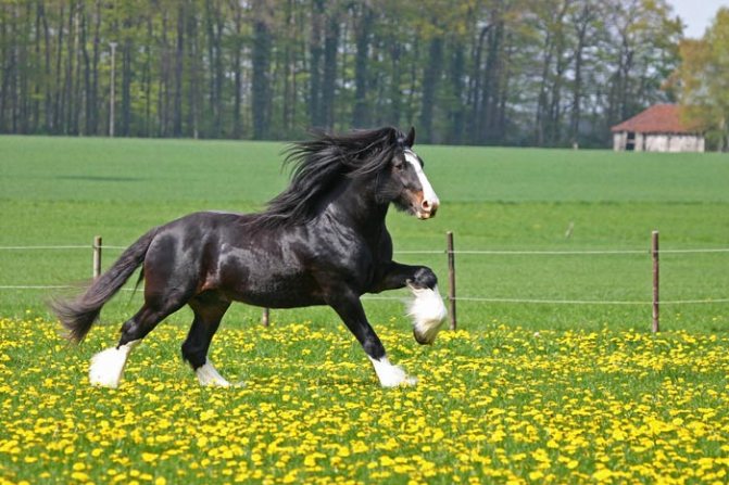 Лошади шайр: краткое описание и характеристики. породы лошадей