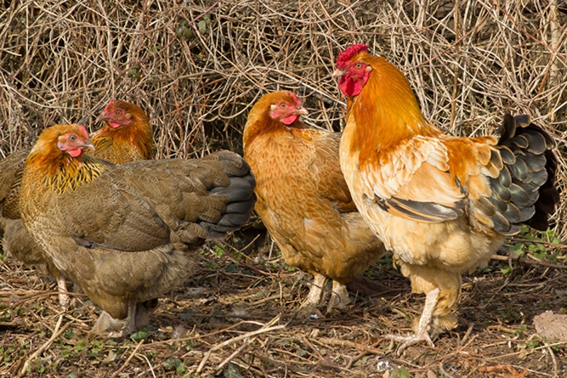 Интересные факты про курицу | vivareit