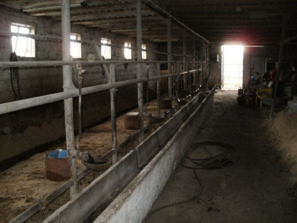 Как построить сарай для быков – возводим дом для крупного скота + видео