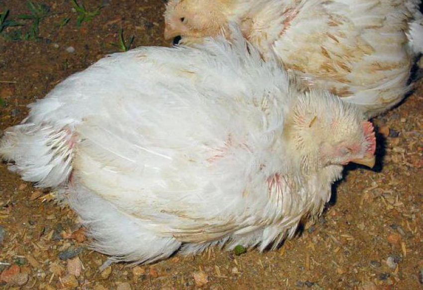 Воспаление клоаки у курицы лечение