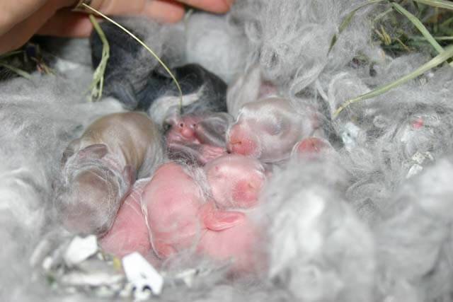 Все о новорожденных крольчатах: когда выходят из гнезда и как развиваются