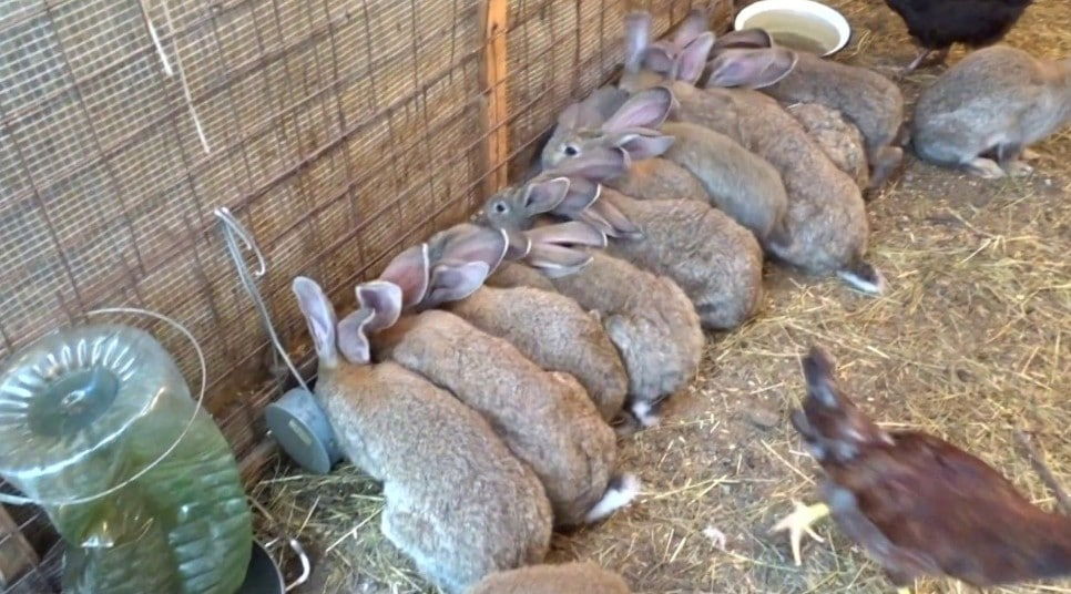 Кролики: разведение, выращивание, кормление - подробное руководство!