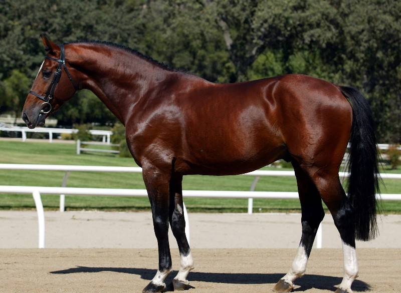 Ганноверская порода лошадей: характеристика, характер, описание и фотографии