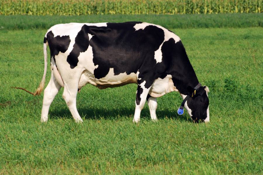 Голштинская корова: особенности разведения и ухода — cельхозпортал