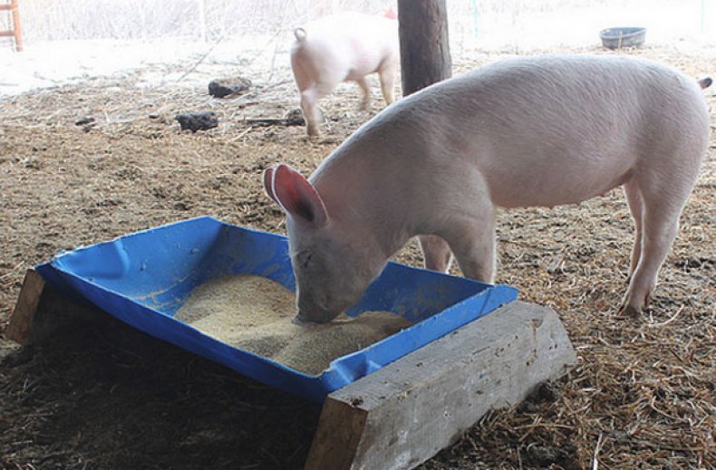 Кормушки для свиней своими руками: чертежи, фото и видео