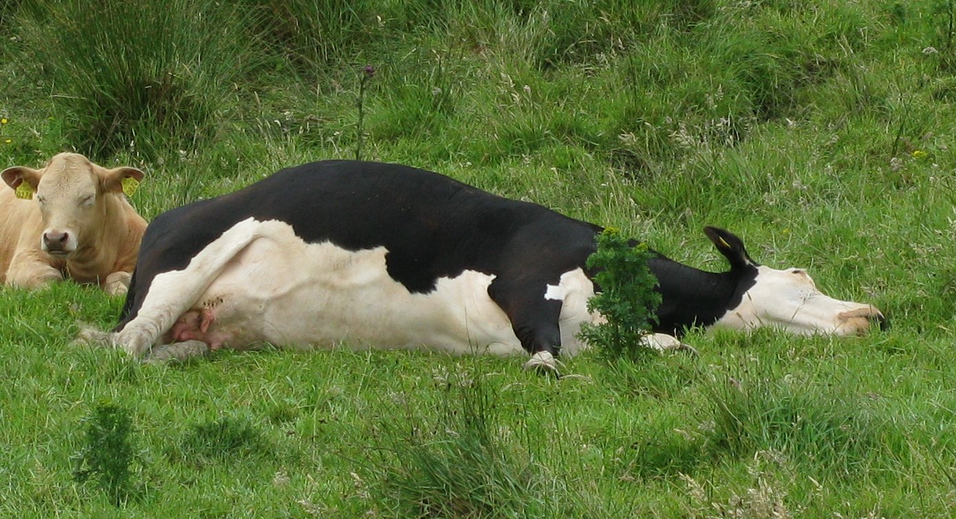 Лечение и профилактика пареза у коров