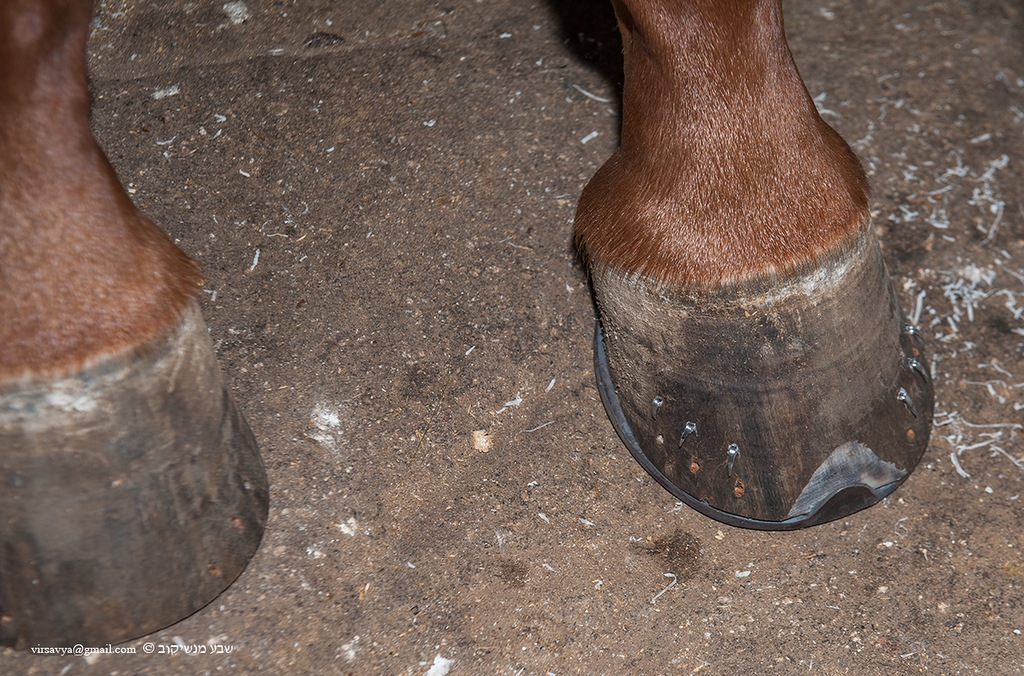 Подковы для лошадей: зачем нужны, размеры, виды (резиновые, пластиковые, полиуретановые), как прибивают