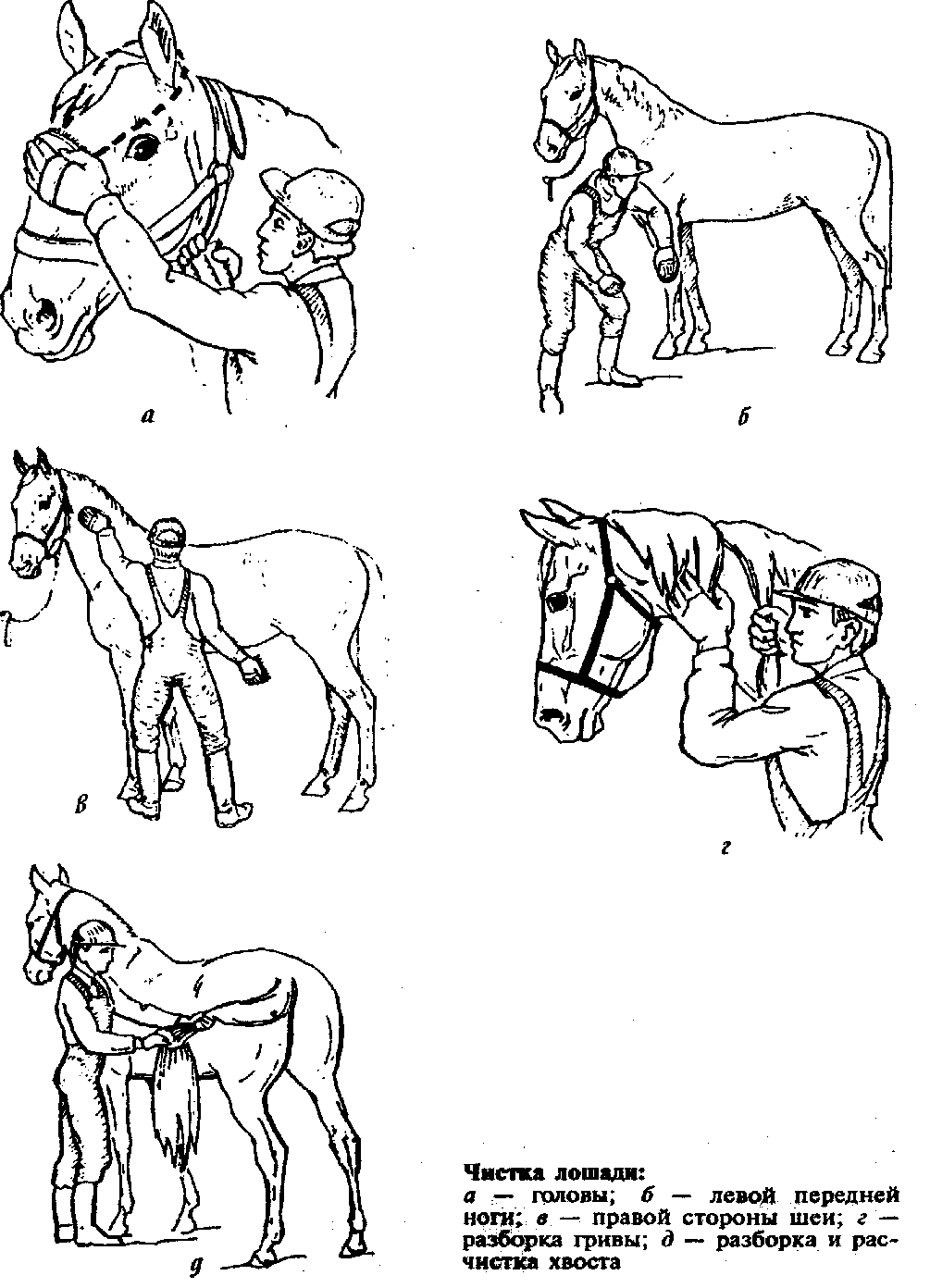 Обучение лошади трюкам: испансикй шаг, поклон, присаживание, поцелуй