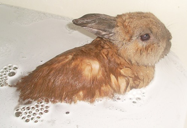 Можно ли купать кролика и как это правильно делать?