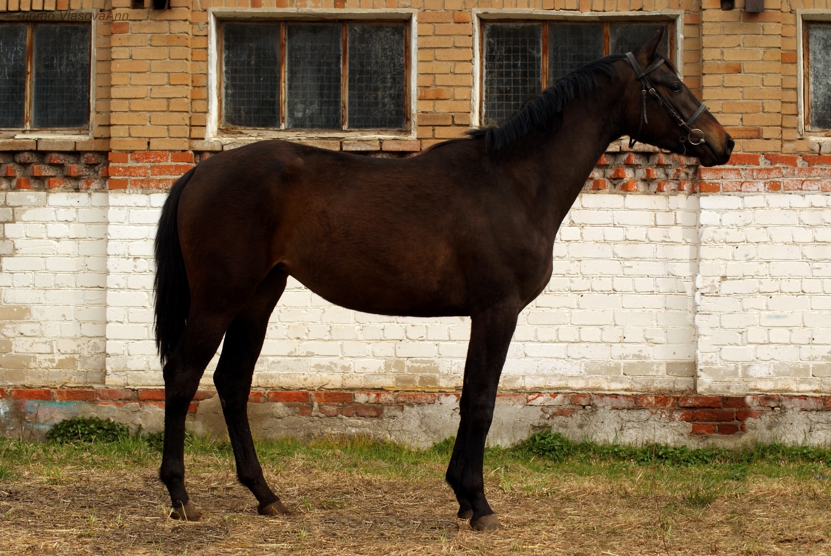 Алтайская порода лошадей: фото, описание, происхождение, характеристика, разведение