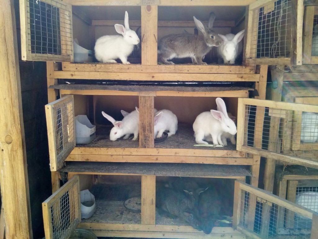 Содержание кроликов: в клетках, шедах, яме, вольерное содержание
