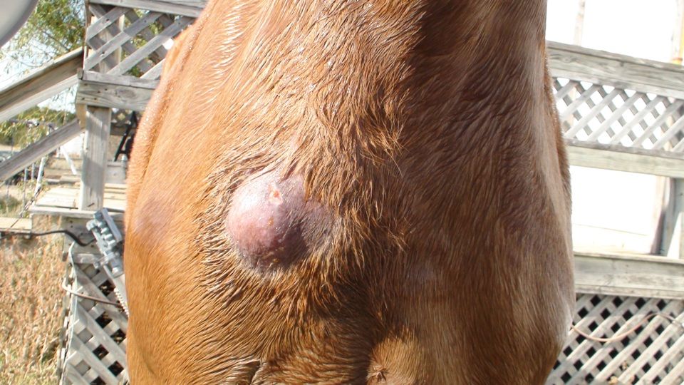 Как лечить шишки на шее у коровы и что это такое