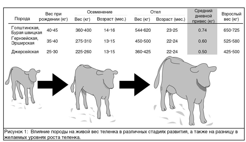 ✅ как узнать вес быка без весов (таблица измерения крс, лента обмера)