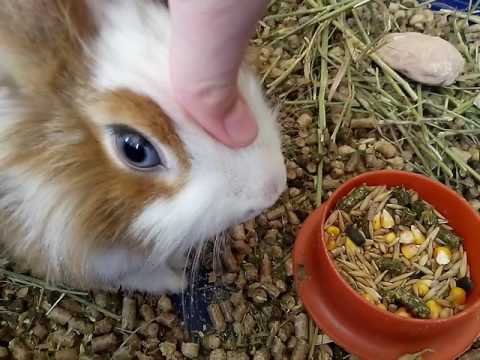 Кастрация кроликов: как проводят процедуру и для чего необходима