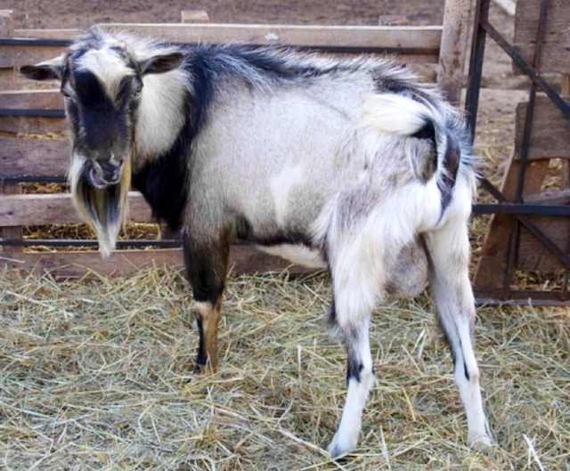 Альпийские козы: описание и содержание породы