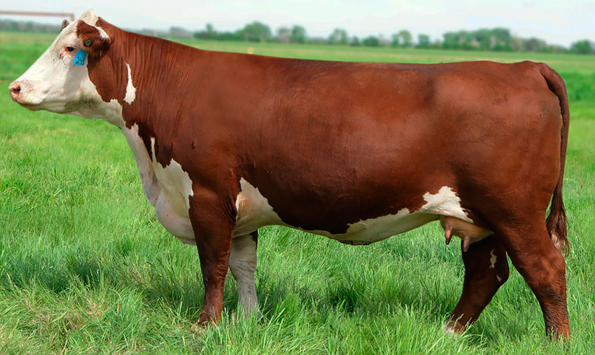 Племенная порода герефорд: описание, разведение и содержание коров и быков
