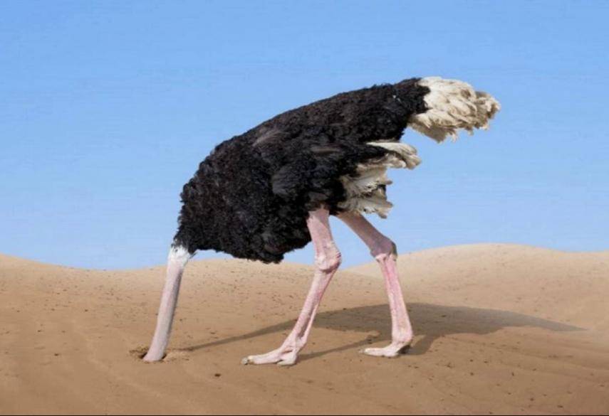 О том почему страусы прячут головы в песок, правда ли, что это от страха