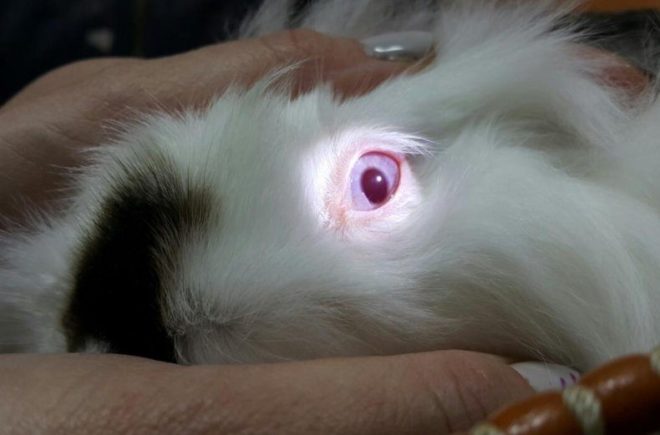 У кролика слезятся глаза: что делать