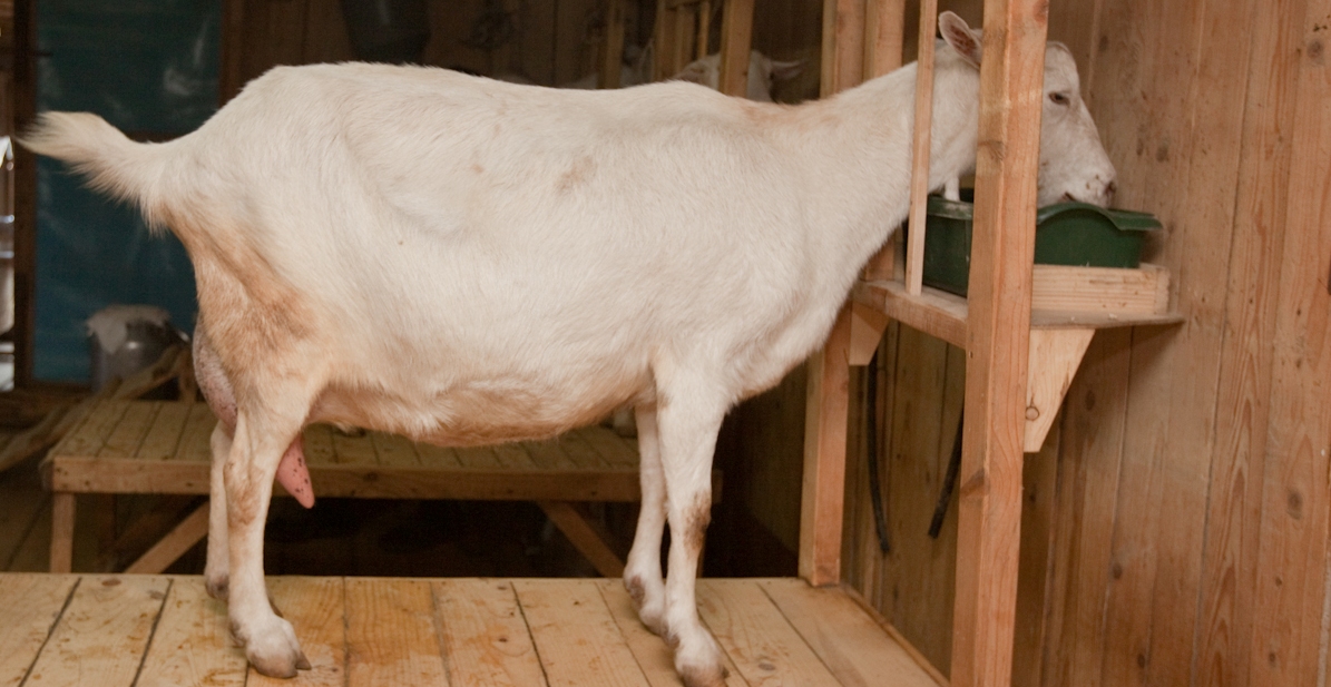 Содержание коз в домашних условиях для начинающих