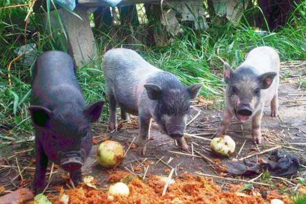 Всё о вьетнамских свиньях. разведение, кормление, уход в домашних условиях