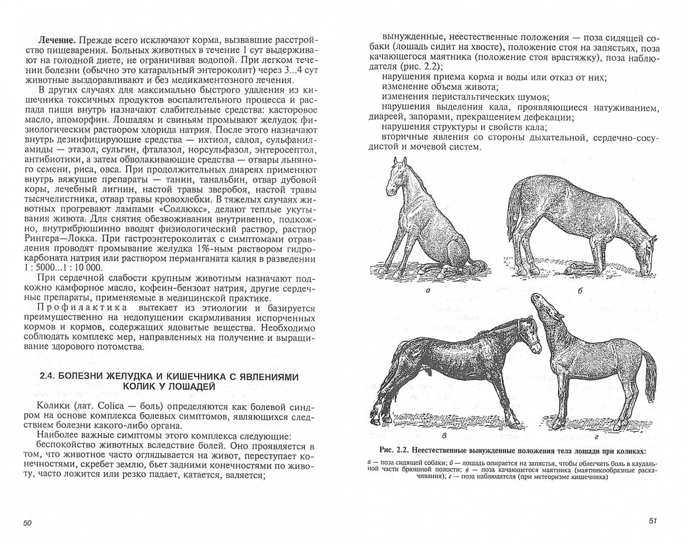 Болезни лошадей: симптомы и лечение, причины заболеваний