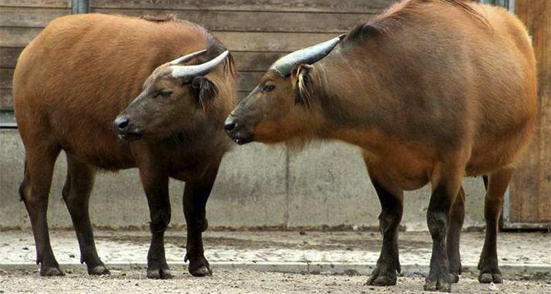 Карликовые буйволы: подвиды и среда обитания самых маленьких буйволов