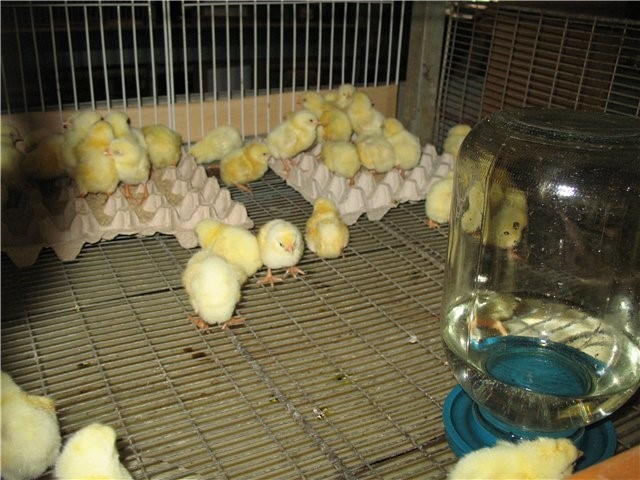 Чем и как кормить цыплят: уход за суточными цыплятами и полезные рекомендации опытных птицеводов