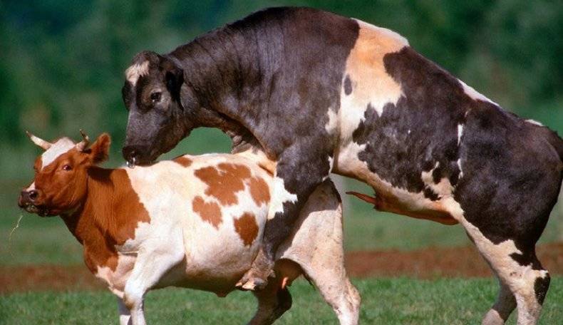 Схемы синхронизации охоты у коров |