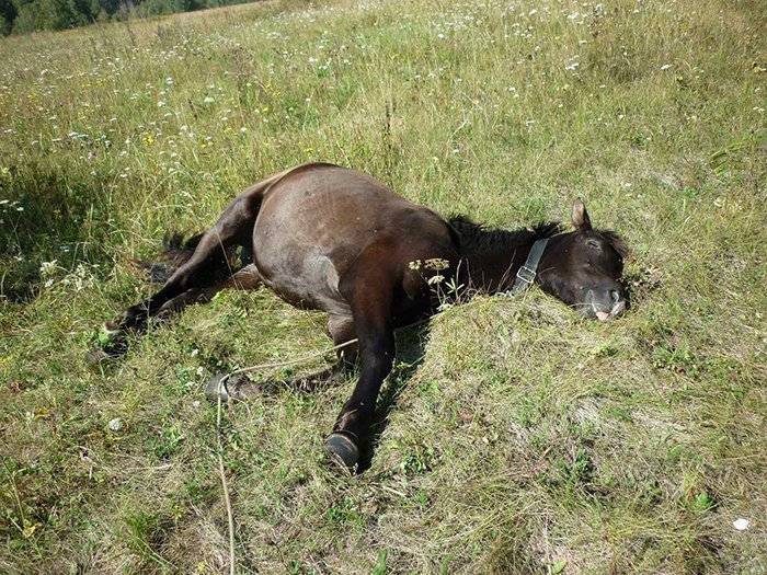 Беременность и роды лошади: сколько длятся и как проходят
