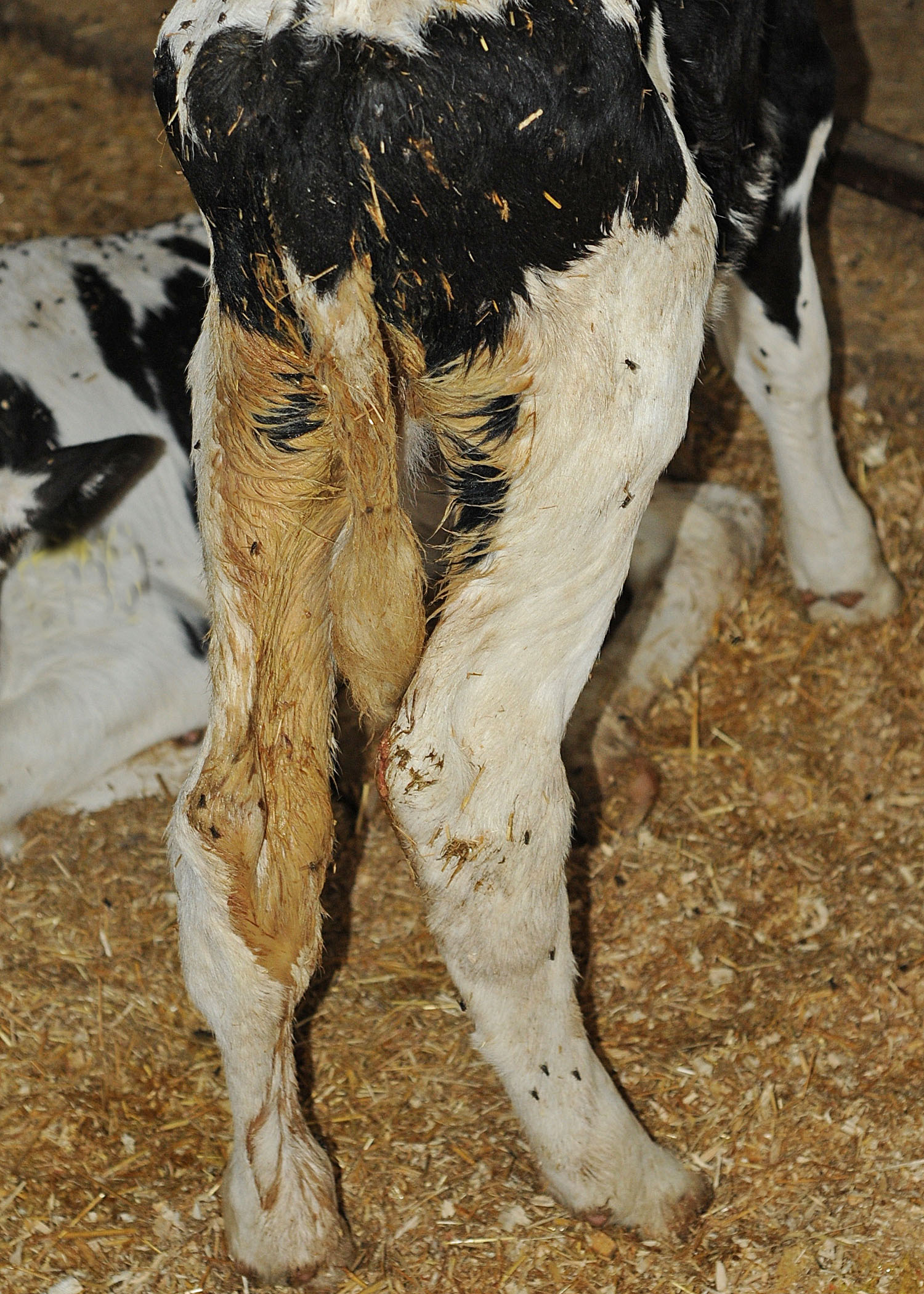 Что дать корове от поноса: лечение диареи у крс