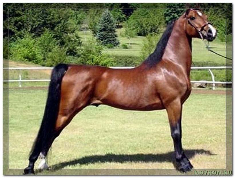 Американская лошадь: верховая, миниатюрная, рысак, кремовая и другие породы. происхождение и характеристика