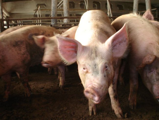 Рожа у свиней: симптомы, фото и лечение в домашних условиях