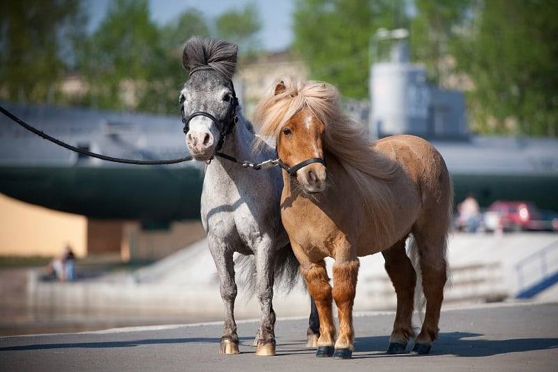 ✅ о мини лошадях: самые маленькие лошадки, миниатюрные породы мира - tehnomir32.ru