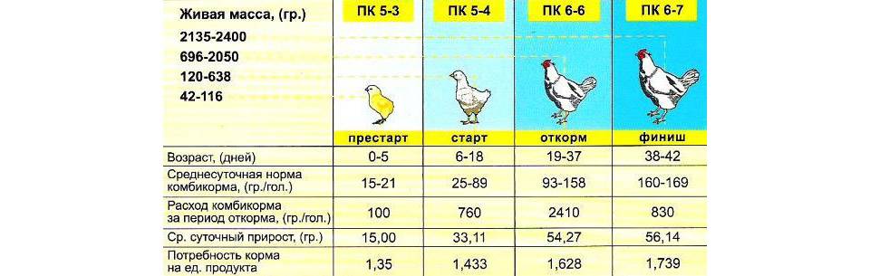 Температура для цыплят в первые дни жизни