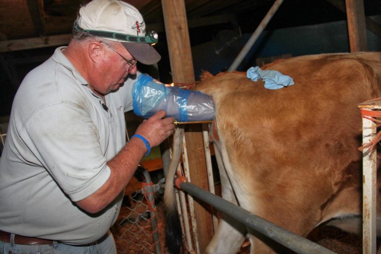 Осеменение коров: искусственное в домашних условиях, быком