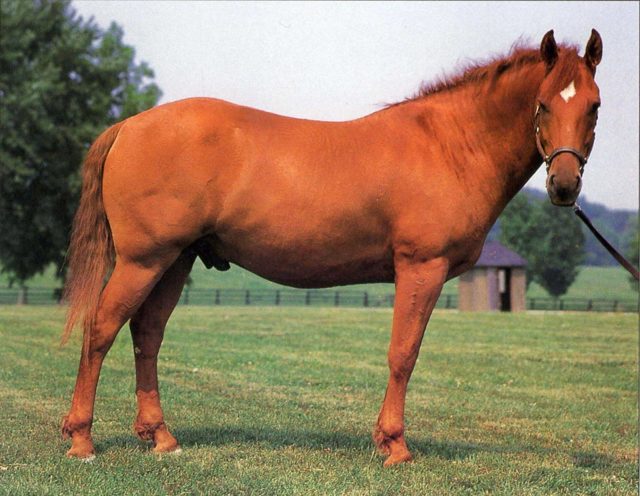 Масти лошадей: название, виды, описание и фото