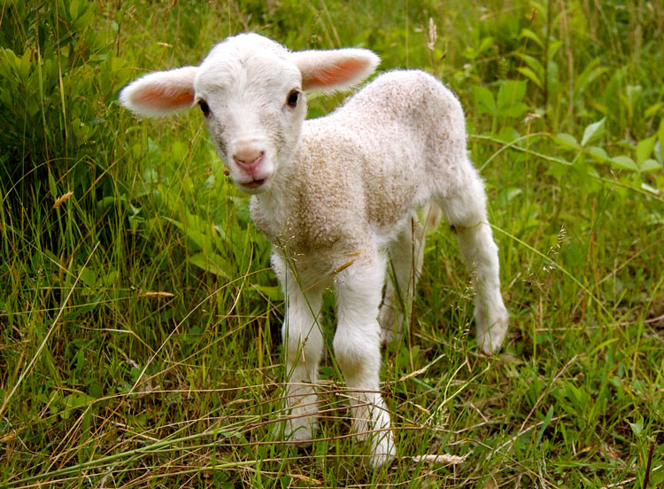 Как называются детеныши овцы: маленький ребенок барана, ягненок, особенности