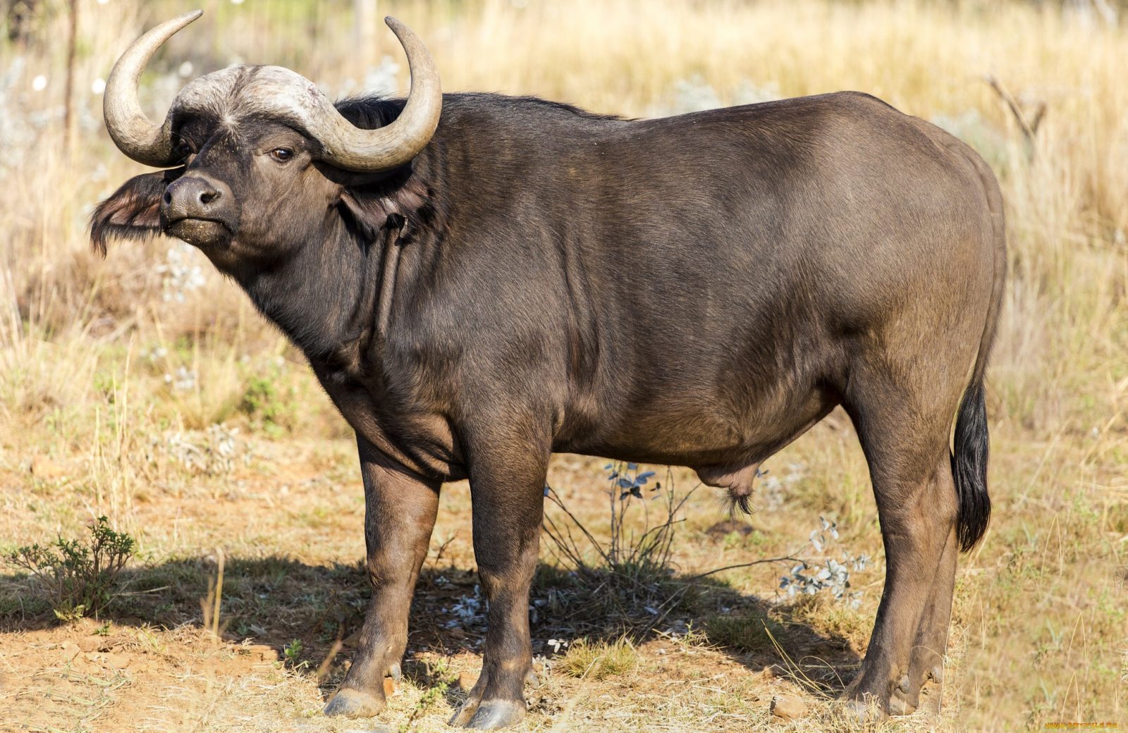Домашний буйвол: особенности содержания и ухода