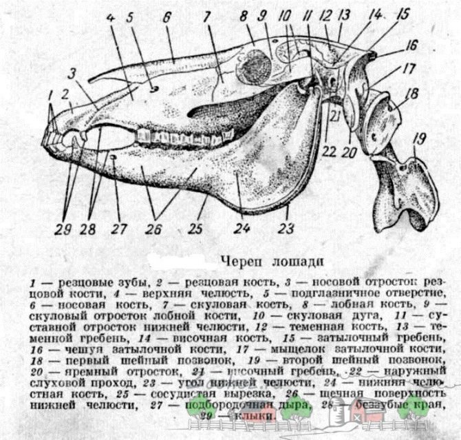 Экстерьер и строение лошади: типы профилей, шея, грудные и плечевые мышцы