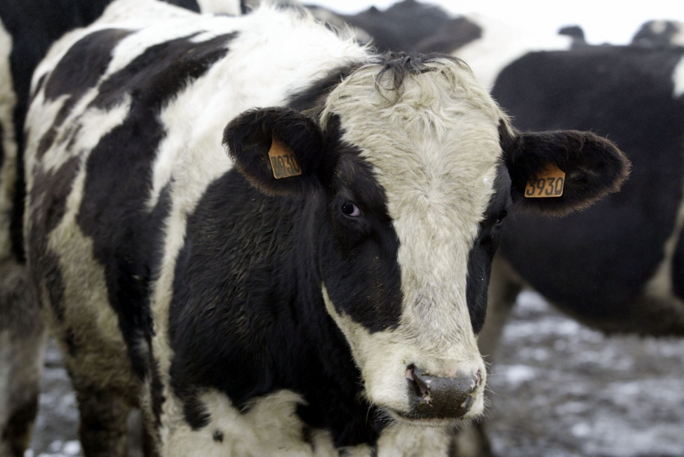 Лейкоз у коров: причины заражения, опасность