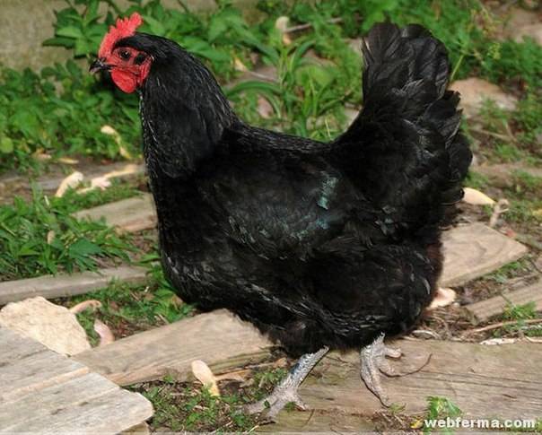 Московская черная порода кур: описание и основные характеристики