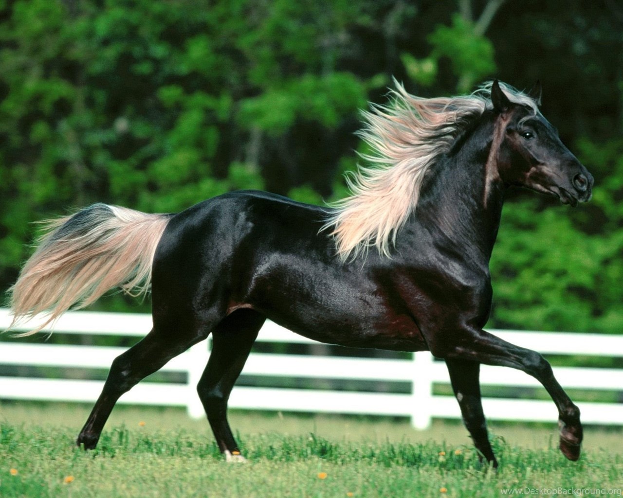 Какими бывают масти лошадей: основные и смешанные масти, классификация