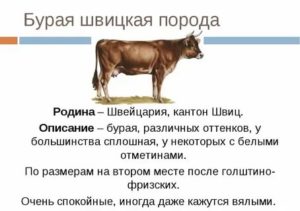 Швицкая порода домашних и промышленных коров