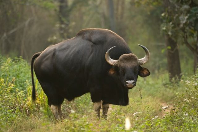 Азиатский буйвол (индийский): фото, описание, характеристика