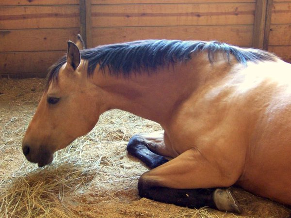 Симптомы и лечение лептоспироза у лошадей - о болезнях