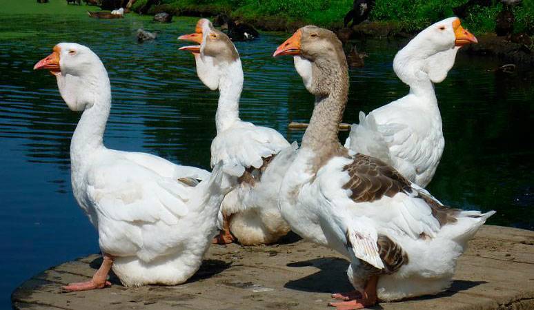 Холмогорские гуси — описание породы