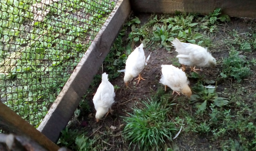 Когда цыплятам можно давать зелень: рекомендации, фото- и видеообзор