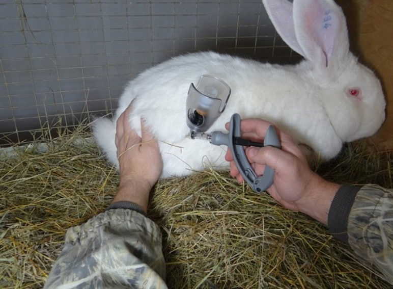 Дезинфекция клеток кроликов: как и чем проводить