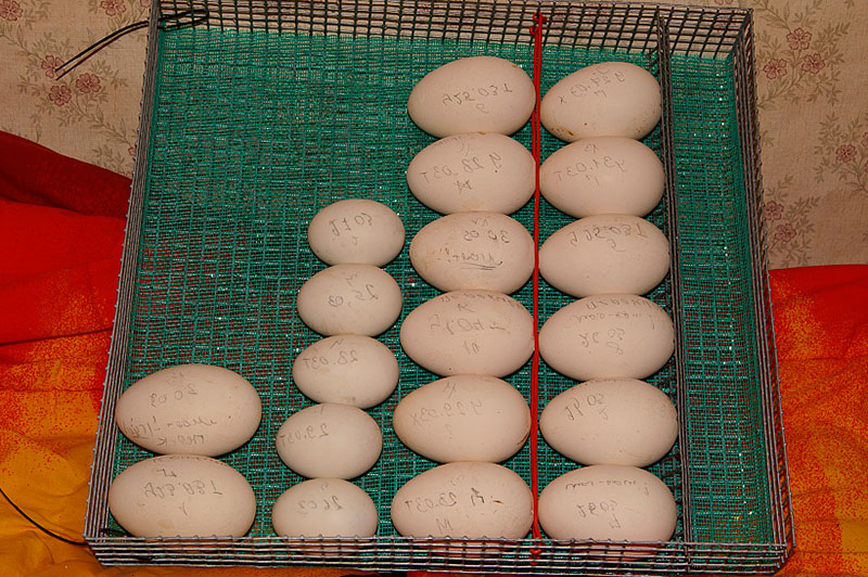 Подробный процесс инкубации яиц цесарки