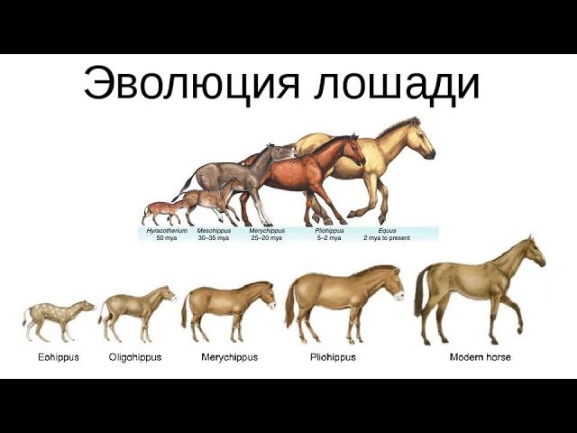 Что изучает иппология — наука о лошадях, основные направления